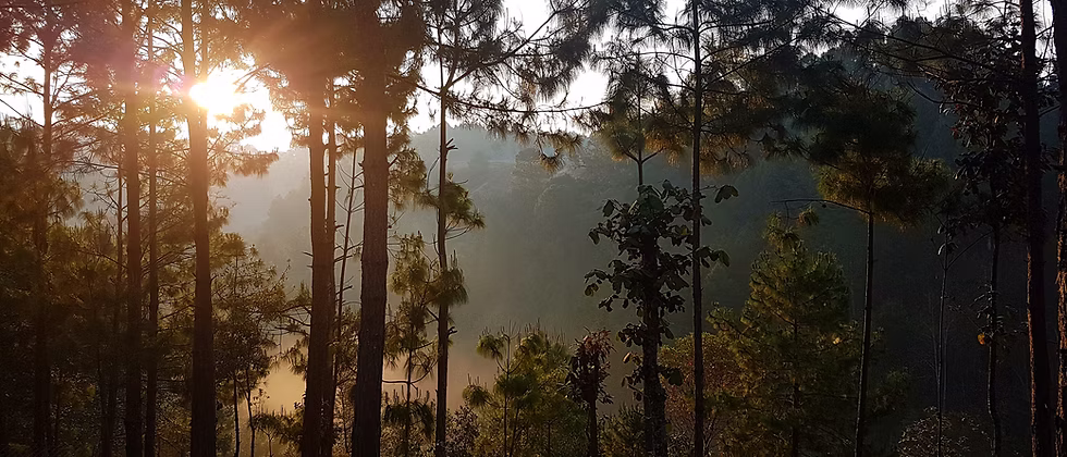 Sunlight through pine trees at dawn, mist rising over the mountains of Chiapas